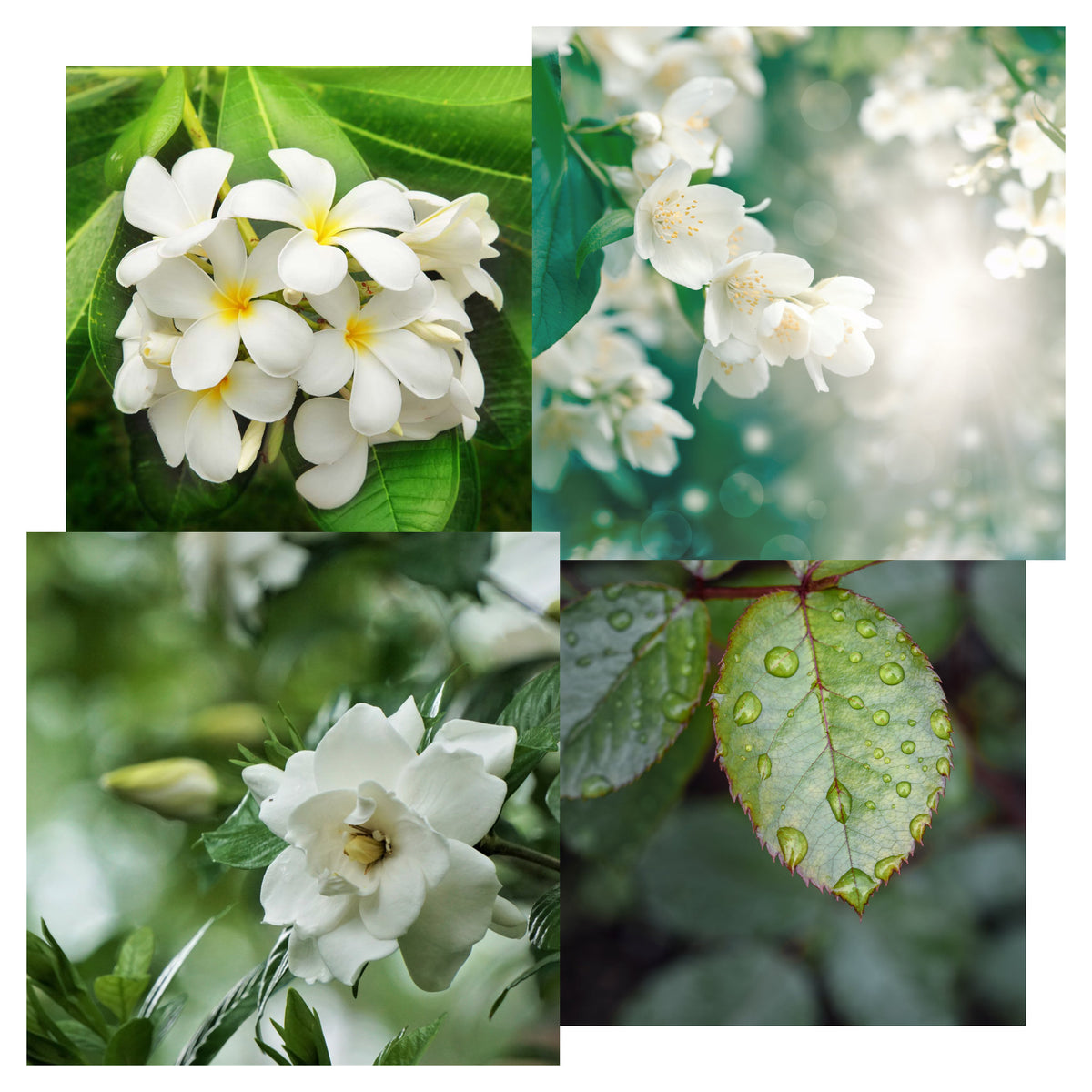 Aromar Fragrance White Gardenia 2oz. – Homeportonline