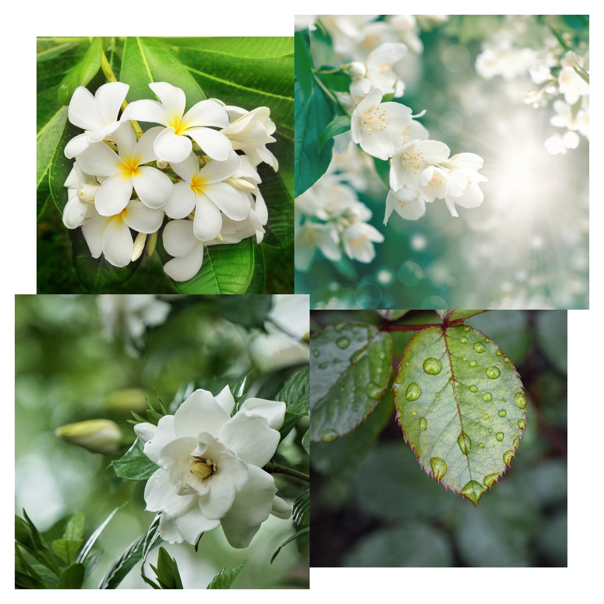Nostara Linen & White Gardenia Reed Diffuser & Box Image